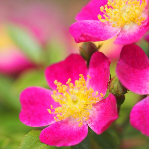 Rosa 'Laura Ashley' in 2 Gallon Pot