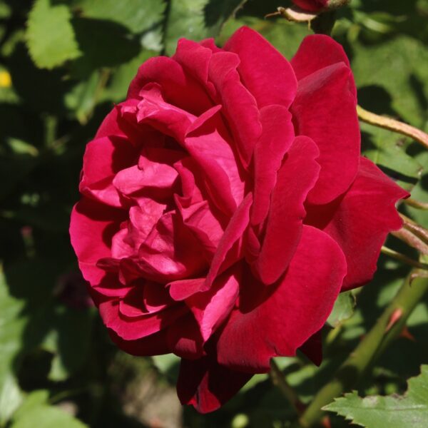 Rosa 'Gruss an Teplitz' in 2 Gallon Pot