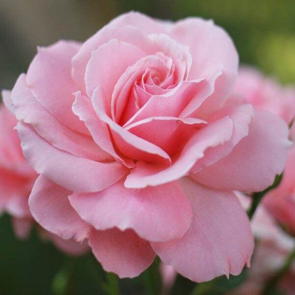 Rosa 'Jeanne Lajoie' in 2 Gallon Pot