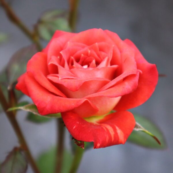 Rosa 'Julie Ann' in a 2 Gallon Pot