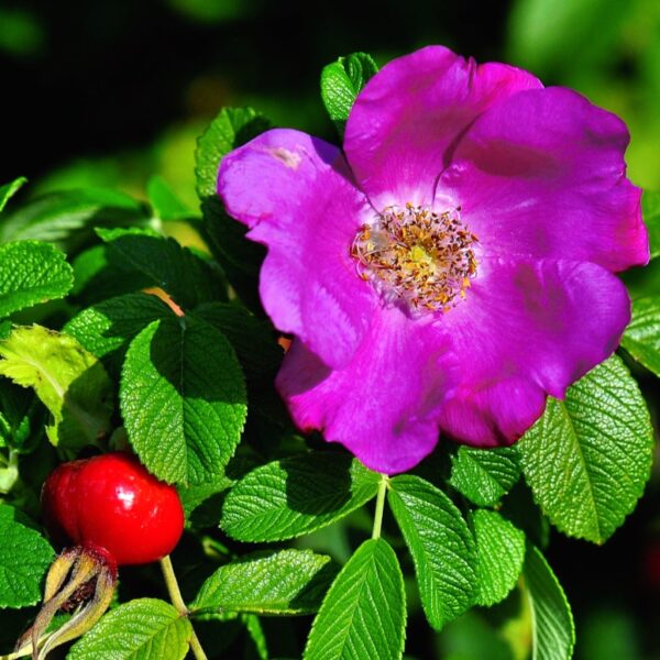 Rosa 'Purple Pavement' in a 2 Gallon Pot