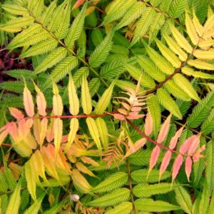 False Spirea 'Sem' in 1 Gallon Pot