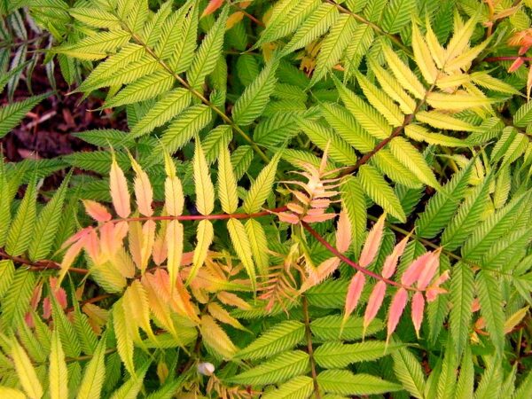 False Spirea 'Sem' in 1 Gallon Pot