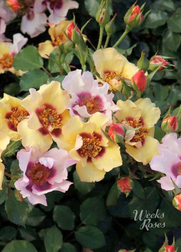 Rosa 'In Your Eyes' in 3 Gallon Pot