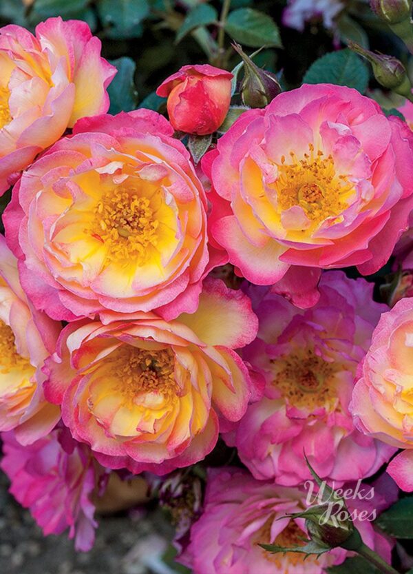 Rosa 'Rainbow Happy Trails' in 2 Gallon Pot
