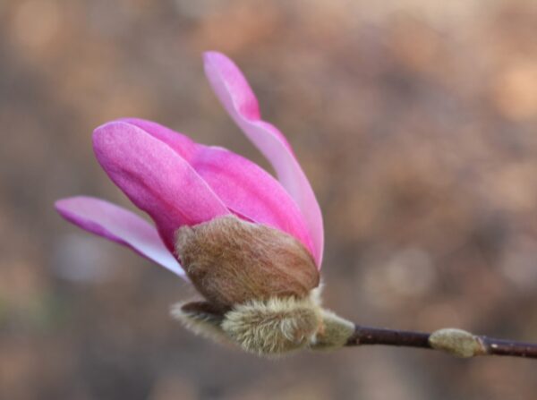 Magnolia x soulangiana 'Susan' in 2 Gallon Pot