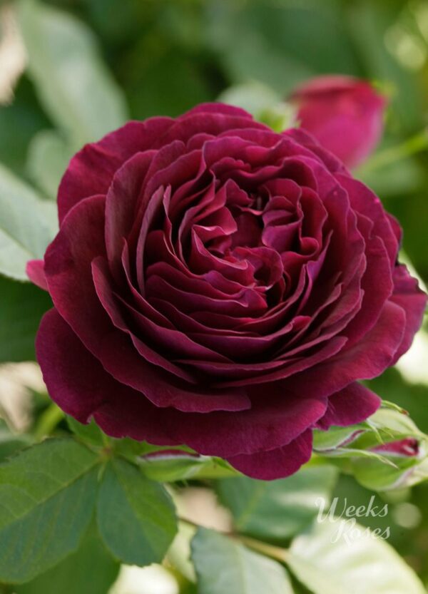 Rosa 'Twilight Zone' in 3 Gallon Pot