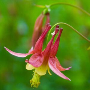 Koralle Columbine (Aquiegia) in 1 Gallon Pot
