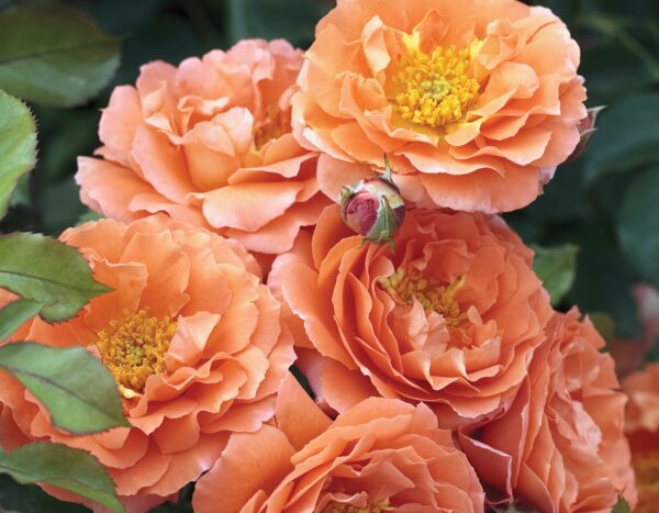 Rosa 'Adobe Sunrise' in 3 Gallon Pot