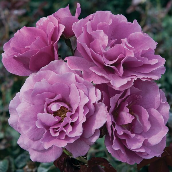Rosa 'Angel Face' in 3 Gallon Pot