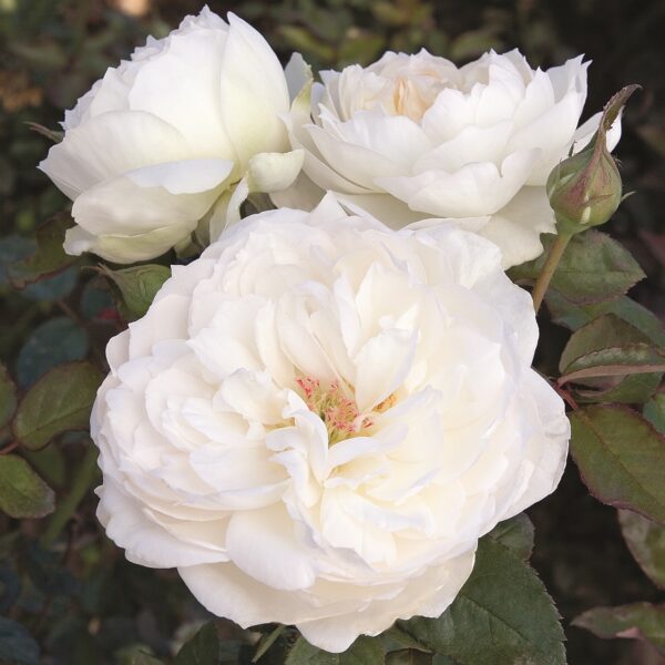 Rosa 'Bolero' in 3 Gallon Pot
