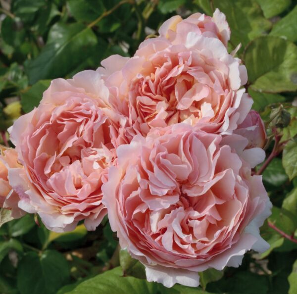 Rosa 'Princess Charlene de Monaco' in 3 Gallon Pot
