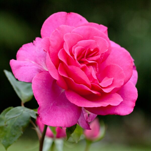 Rosa 'Buxom Beauty' in 2 Gallon Pot