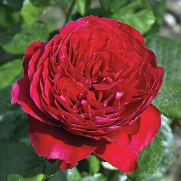 Rosa 'Rouge Royale' in 2 Gallon Pot
