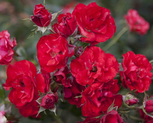 Rosa 'Ruby Meidiland' in 3 Gallon Pot