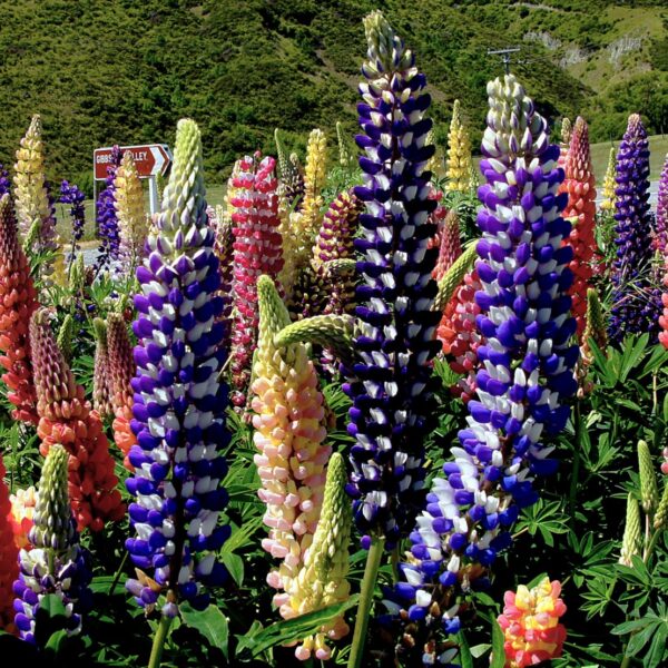 Dwarf Lupin in 1 Gallon Pot