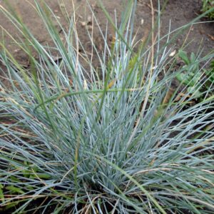 Blue Fescue Festuca Elijah Blue in 1 Gallon Pot