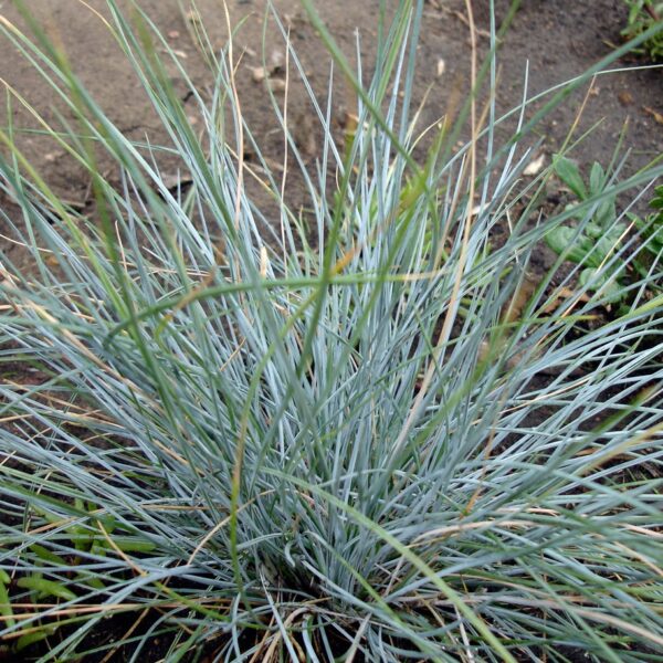Blue Fescue Festuca Elijah Blue in 1 Gallon Pot