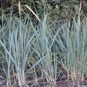 Lyme Grass Leymus in 1 Gallon Pot
