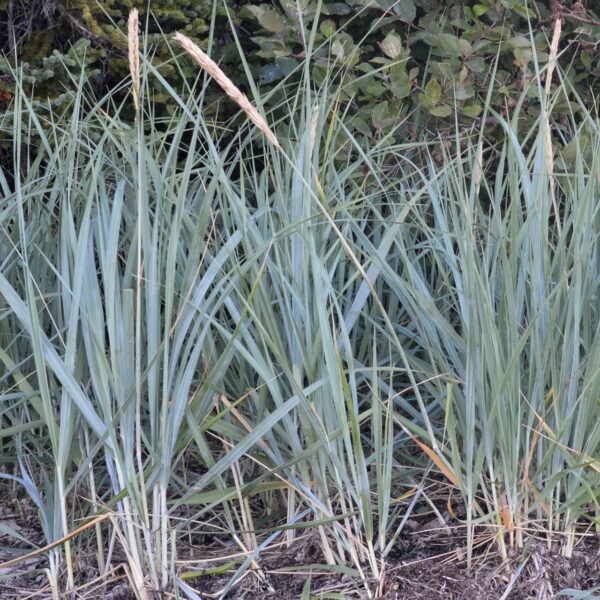 Lyme Grass Leymus in 1 Gallon Pot