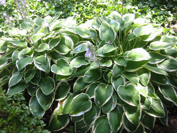 Hosta 'Francee' in 1 Gallon Pot