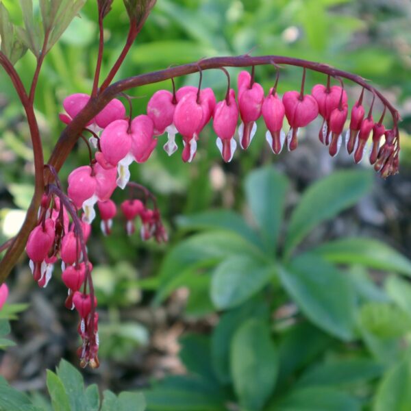 Old-Fashioned Bleeding Heart in 2 gallon Pot