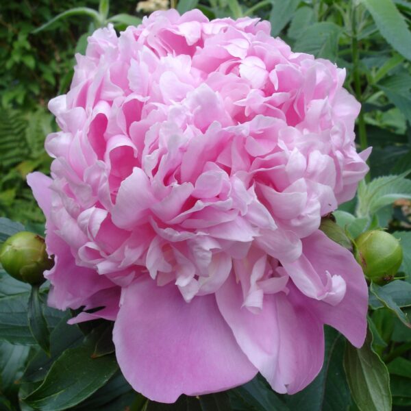Peony 'Monsieur Jules Elie' in 1 Gallon Pot