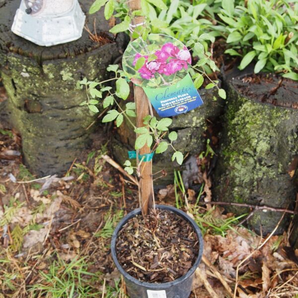 Clematis viticella purpurea plena elegans in 1 Gallon Pot with Stake