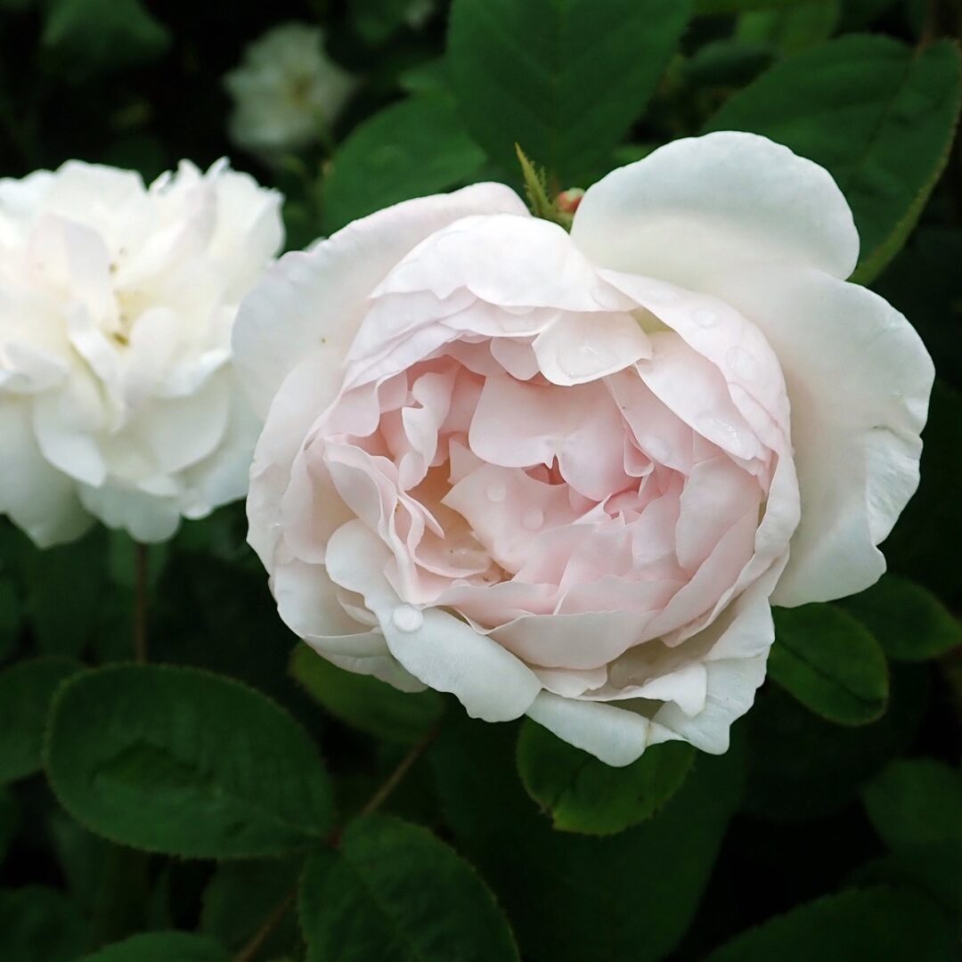 Rosa 'Alfred de Dalmas' in 2 Gallon Pot - Fraser Valley Rose Farm