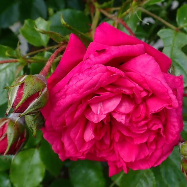 Rosa 'Laguna' in 3 Gallon Pot