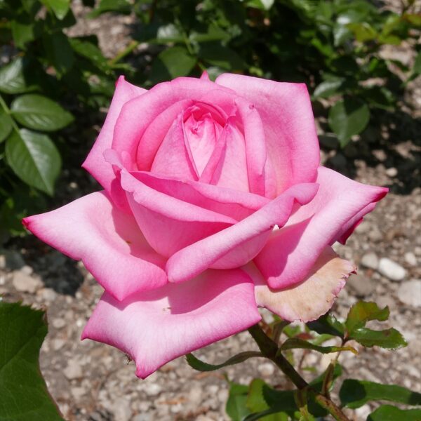 Rosa 'Wedding Bells' in 2 Gallon Pot