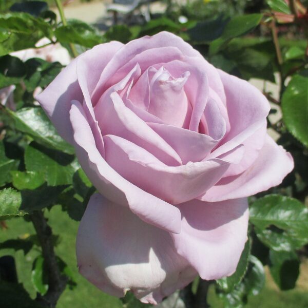 Rosa 'Le Petit Prince' in 3 Gallon Pot - Fraser Valley Rose Farm