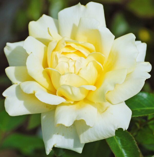Rosa 'Winter Sun' in 3 Gallon Pot