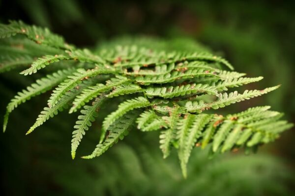 Fern Alaskan in 1 Gallon Pot