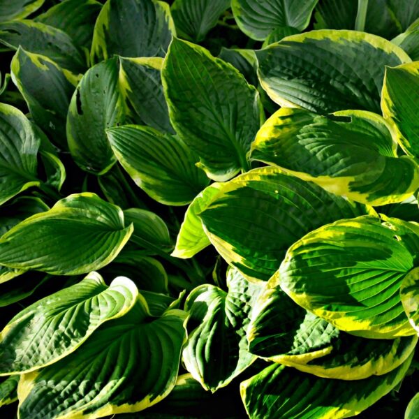 Hosta 'Pizzazz' in 1 Gallon Pot