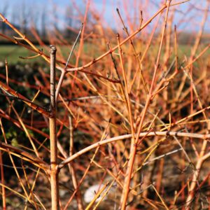 Bloodtwig 'Midwinter Fire' Dogwood in 1 Gallon Pot