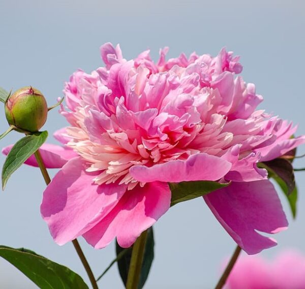 Peony 'Pink Pompadour' in 1 Gallon Pot
