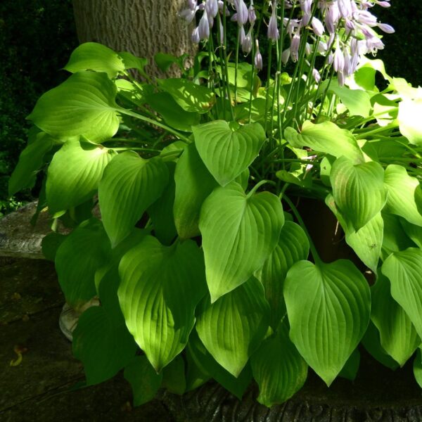 Hosta 'Hyacinthina' in 1 Gallon Pot