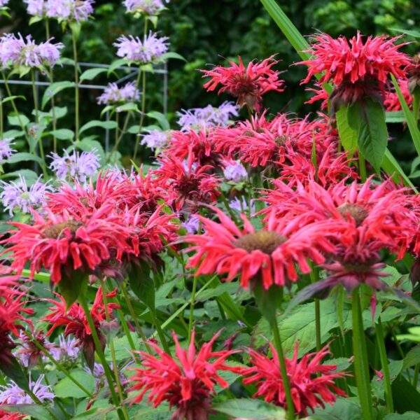 Monarda 'Fireball' Bee Balm 1 Gallon Pot
