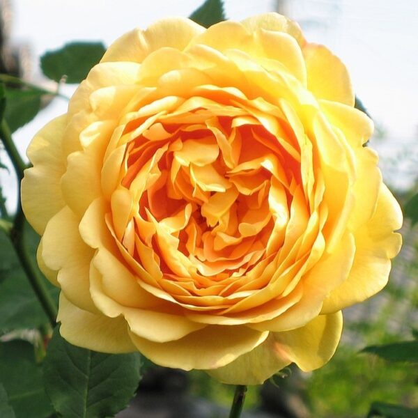 Rosa 'Golden Celebration' in 2 Gallon Pot