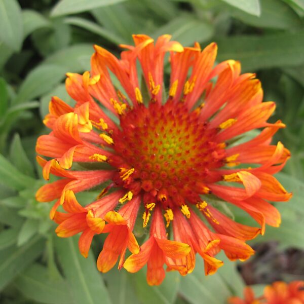 Gaillardia 'Fanfare Blaze' Blanket Flower 1 Gallon Pot