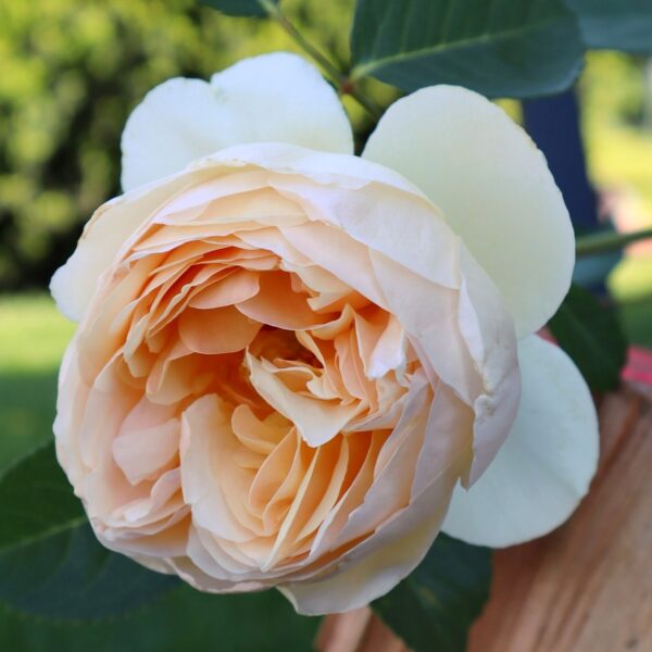 Rosa 'Betsy Sinclair' in 2 Gallon Pot