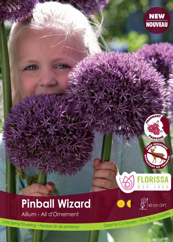 Allium 'Pinball Wizard' (each bulb)