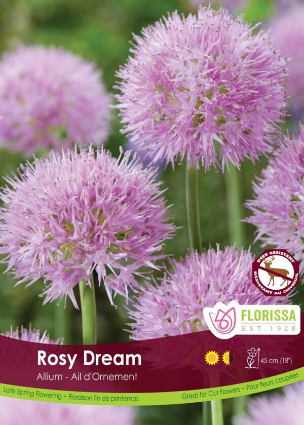 Allium 'Rosy Dream' (each bulb)