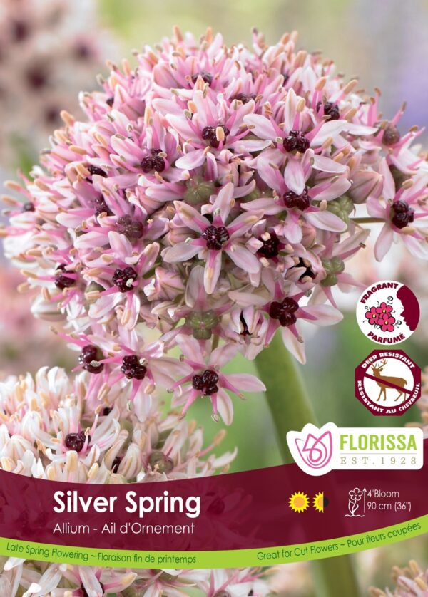 Allium basalticum 'Silver Spring' (each bulb)