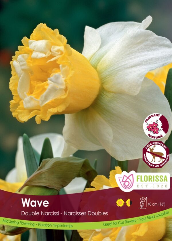 Double Narcissus 'Wave' (each bulb)