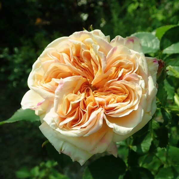 Rosa 'Alchymist' in 2 Gallon Pot
