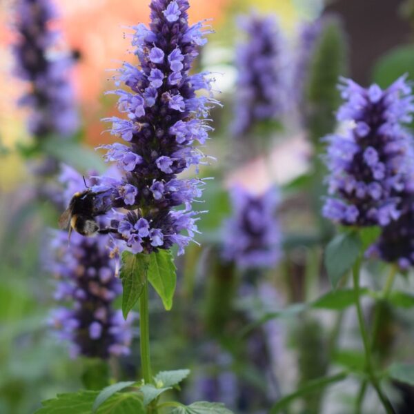 Agastache 'Little Adder' in 1 Gallon Pot
