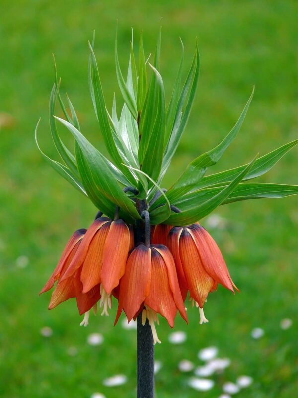 Fritillaria 'Red Beauty' (each bulb)