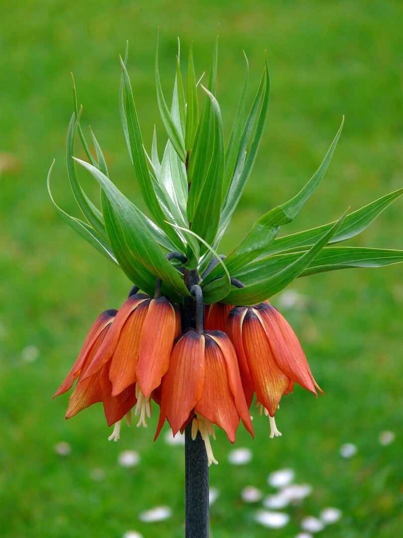 Fritillaria 'Red Beauty' (each bulb) - Fraser Valley Rose Farm